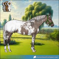 Horse Color:White Spotted Liver Red Dun Mushroom Appaloosa Brindle 