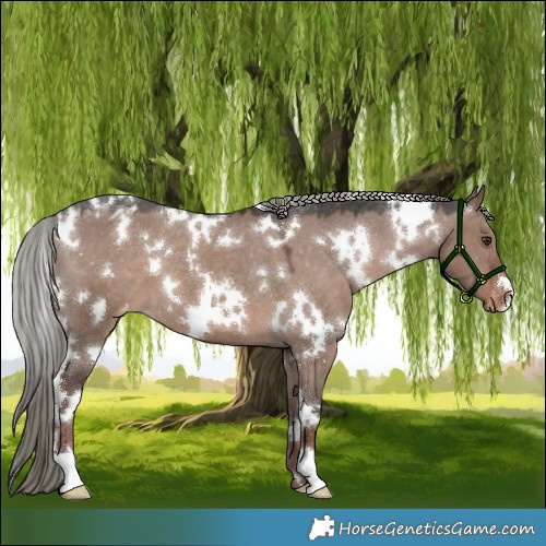 Horse Color:White Spotted Liver Red Dun Mushroom Appaloosa 