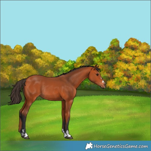 Horse Color:Bay Rabicano 