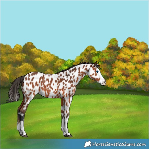 Horse Color:Bay Splash Appaloosa 