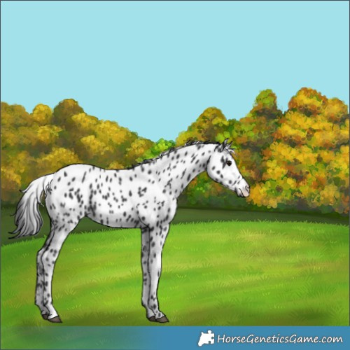 Horse Color:Black Appaloosa 