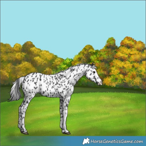 Horse Color:Black Sabino Appaloosa 