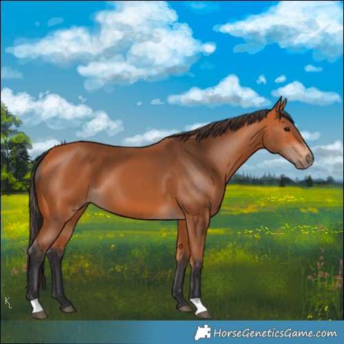 Horse Color:Bay 