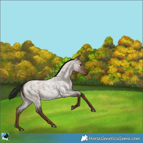 Horse Color:Gray Liver Red Dun Roan Rabicano 