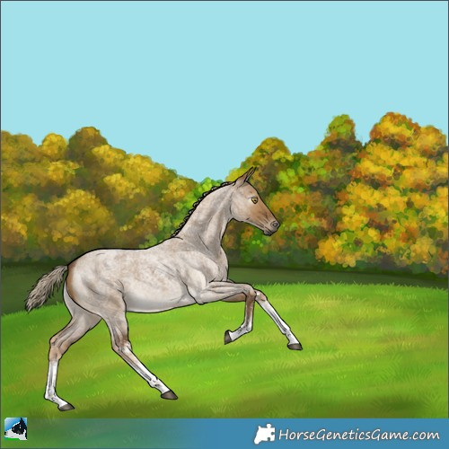 Horse Color:Gray White Spotted Chocolate Palomino Roan Dun 