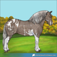 Horse Color:Silver Brown Dun Sabino Tobiano Appaloosa 