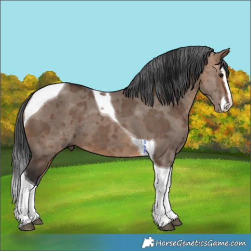 Horse Color:Brown Dun Merle Splash Tobiano 