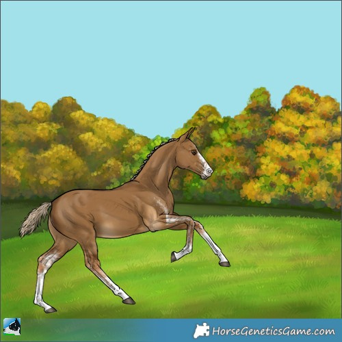 Horse Color:White Spotted Chocolate Palomino Dun Rabicano 