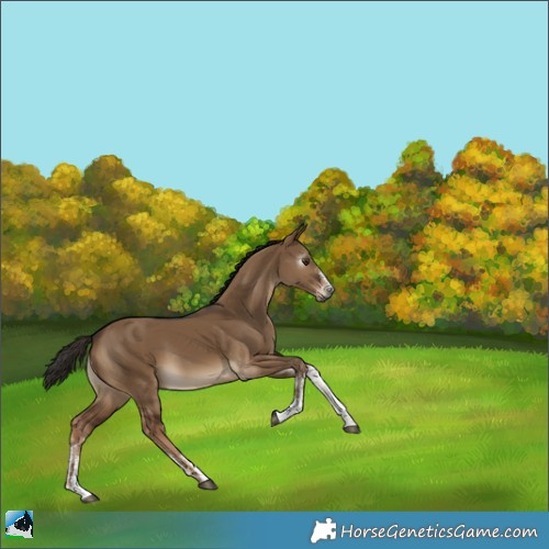 Horse Color:Gray White Spotted Liver Red Dun 