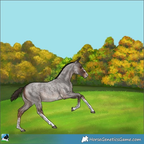 Horse Color:White Spotted Liver Red Roan 