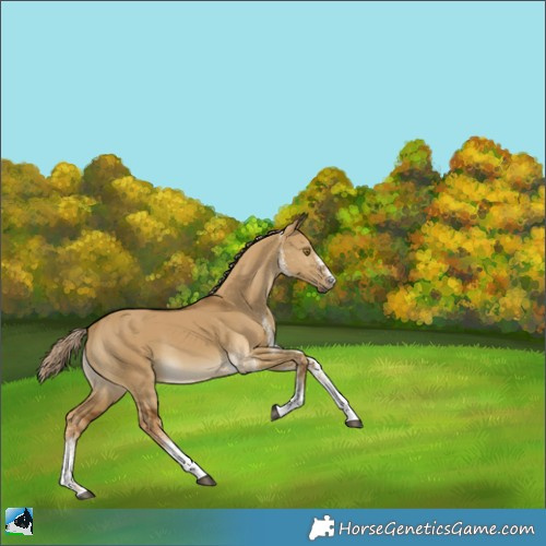 Horse Color:White Spotted Chocolate Palomino Dun 