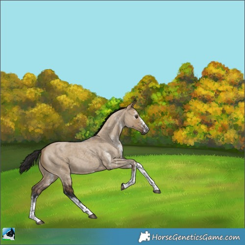 Horse Color:Gray White Spotted Liver Red Dun Roan 