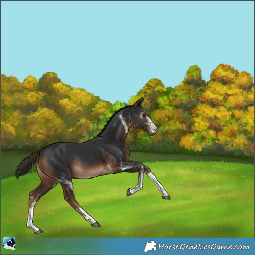 Horse Color:Gray White Spotted Liver Chestnut Rabicano 