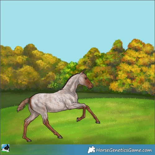 Horse Color:Red Roan 