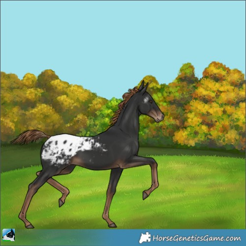 Horse Color:Gray Liver Chestnut Appaloosa 