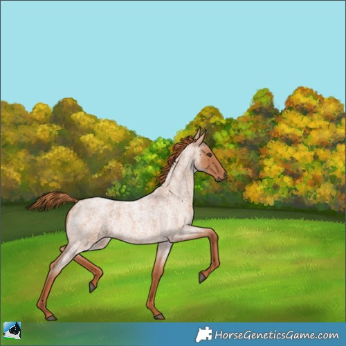 Horse Color:Red Roan 