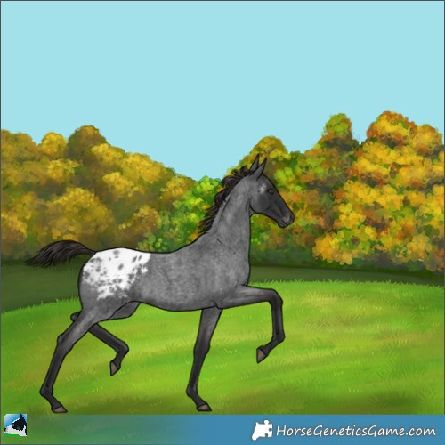 Horse Color:Gray Liver Red Roan Appaloosa 