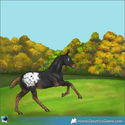 Horse Color:Gray Liver Chestnut Appaloosa