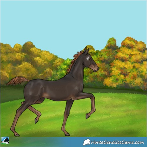 Horse Color:Gray Liver Chestnut 