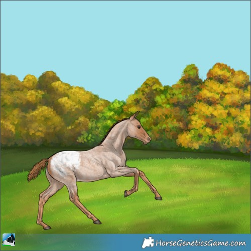 Horse Color:Red Roan Appaloosa