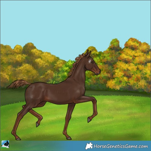 Horse Color:Gray Chestnut