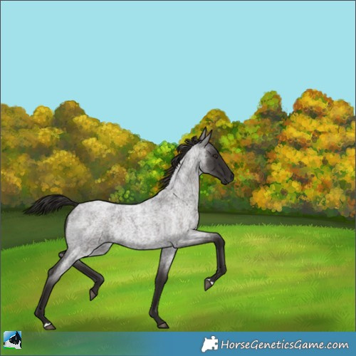 Horse Color:Liver Red Roan 