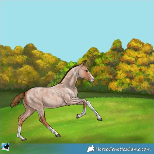 Horse Color:White Spotted Red Roan Rabicano 
