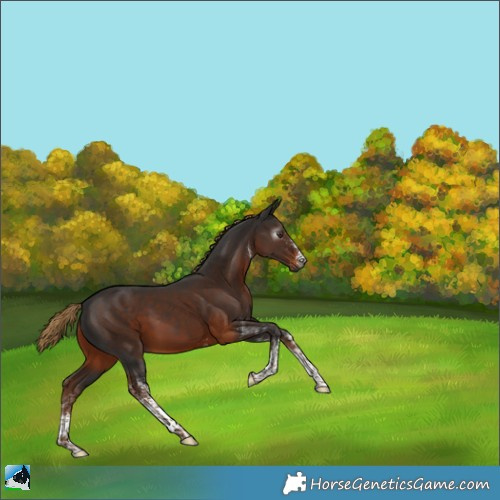 Horse Color:Gray White Spotted Liver Chestnut Rabicano 