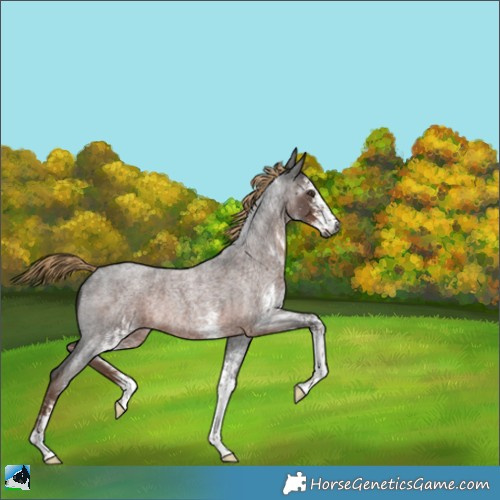 Horse Color:Gray White Spotted Liver Red Roan Rabicano