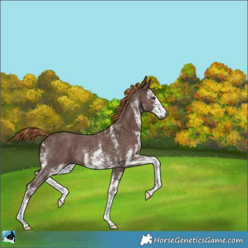 Horse Color:Gray White Spotted Chestnut Rabicano 