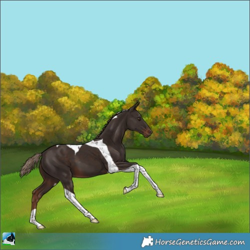 Horse Color:Liver Chestnut Tobiano 