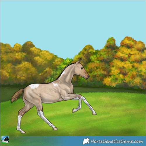 Horse Color:Gray Red Dun Roan Tobiano 