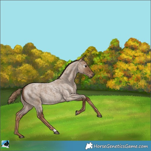 Horse Color:Gray Red Dun Roan