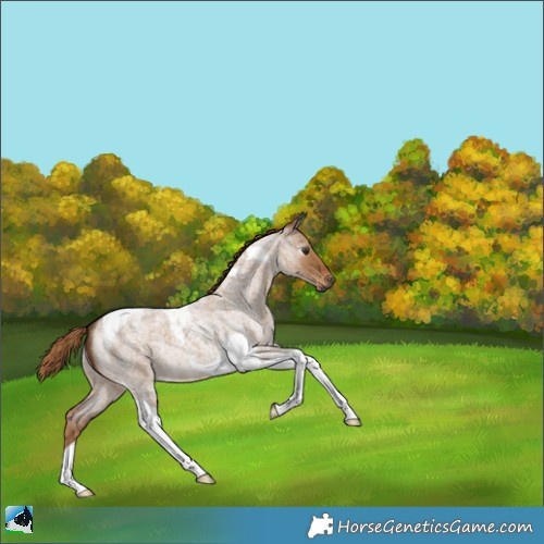 Horse Color:Gray Red Dun Roan Tobiano 