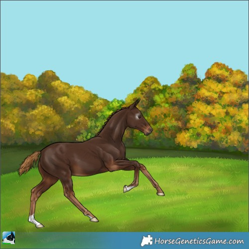 Horse Color:Gray Chestnut 