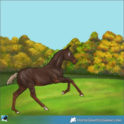 Horse Color:Gray Chestnut 