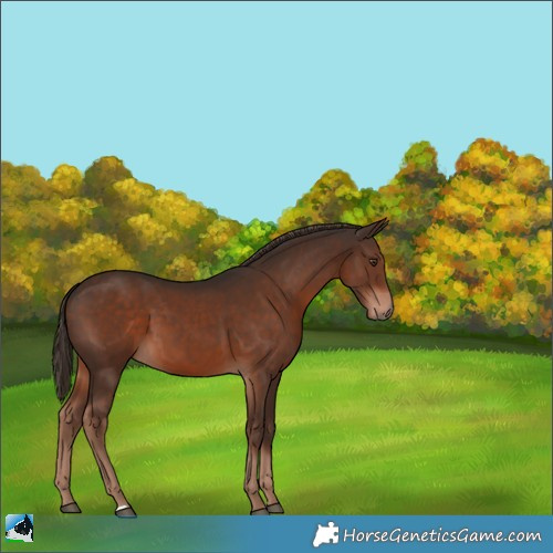 Horse Color:Liver Chestnut 