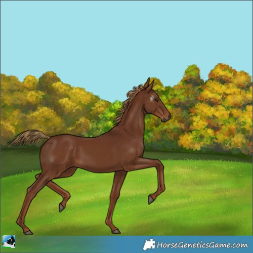 Horse Color:Gray Chestnut 