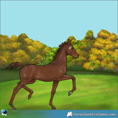 Horse Color:Gray Chestnut 