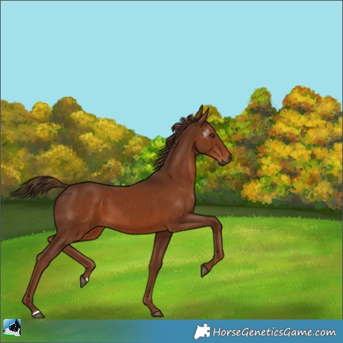 Horse Color:Gray Chestnut 