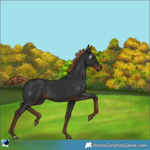 Horse Color:Gray Liver Chestnut 