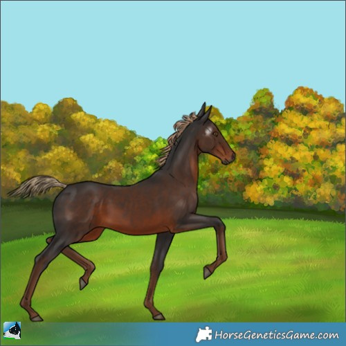 Horse Color:Gray Liver Chestnut 