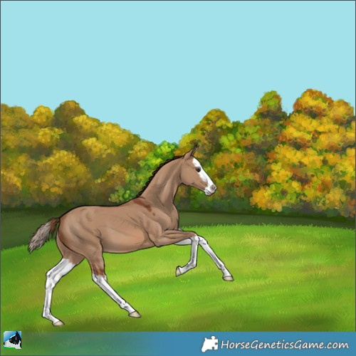 Horse Color:Red Dun Splash 