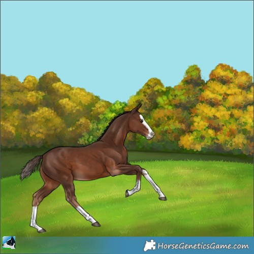 Horse Color:Liver Chestnut Splash 