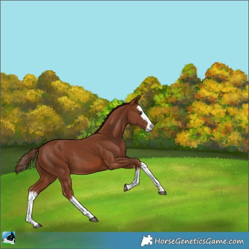 Horse Color:Chestnut Splash 