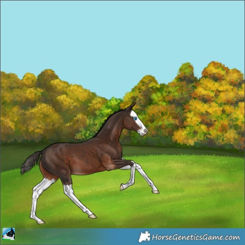Horse Color:Liver Chestnut Splash 