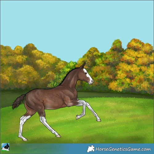 Horse Color:Liver Chestnut Splash 