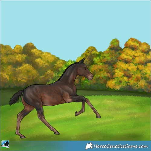 Horse Color:Liver Chestnut 