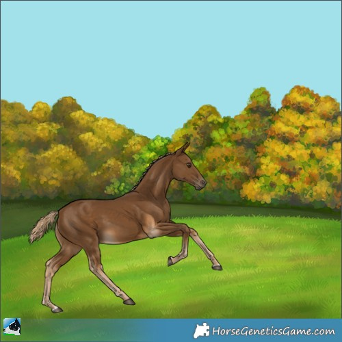 Horse Color:Chocolate Palomino 