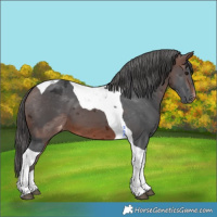 Horse Color:Brown Merle Tobiano Appaloosa